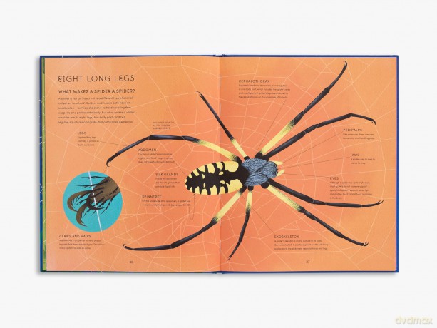 The Secret World of Spider Webs: 1 - Jan Beccaloni [KSIĄŻKA]