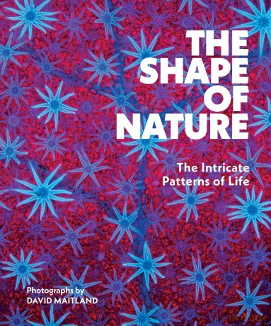 The Shape of Nature: The Intricate Patterns of Life - David Maitland [KSIĄŻKA]