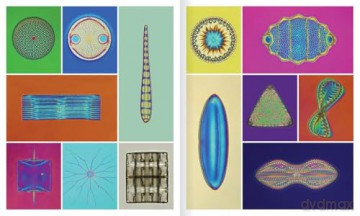 The Shape of Nature: The Intricate Patterns of Life - David Maitland [KSIĄŻKA]