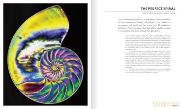 The Shape of Nature: The Intricate Patterns of Life - David Maitland [KSIĄŻKA]