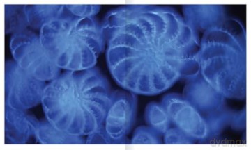 The Shape of Nature: The Intricate Patterns of Life - David Maitland [KSIĄŻKA]