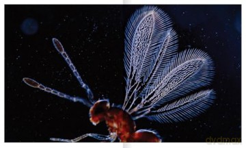 The Shape of Nature: The Intricate Patterns of Life - David Maitland [KSIĄŻKA]
