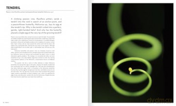 The Shape of Nature: The Intricate Patterns of Life - David Maitland [KSIĄŻKA]