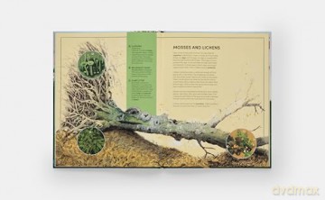 The Tomorrow Tree: How Nature Creates New Life From Old - Maciej Michno [KSIĄŻKA]
