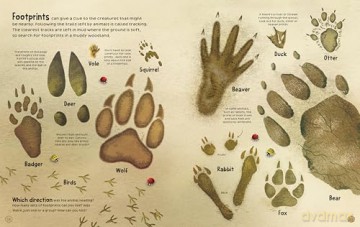 The Woodland Book - Alice James [KSIĄŻKA]