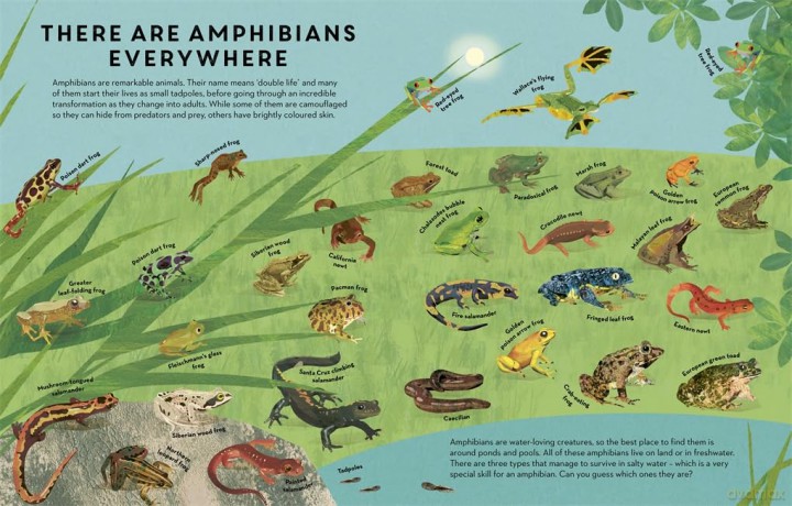 There Are Amphibians Everywhere - Camilla De La Bedoyere [KSIĄŻKA]