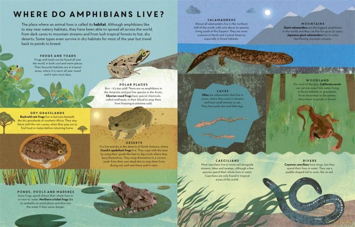 There Are Amphibians Everywhere - Camilla De La Bedoyere [KSIĄŻKA]