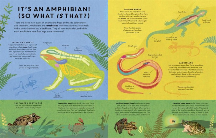 There Are Amphibians Everywhere - Camilla De La Bedoyere [KSIĄŻKA]