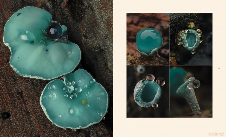 Tiny Nature: Discovering Nature's Hidden World Through the Lens of Macrophotography - Jamie Rosencrans [KSIĄŻKA]