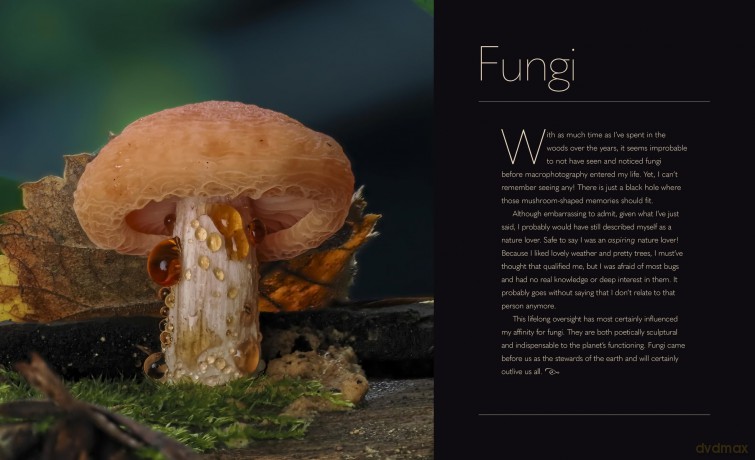 Tiny Nature: Discovering Nature's Hidden World Through the Lens of Macrophotography - Jamie Rosencrans [KSIĄŻKA]