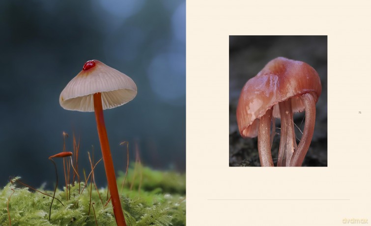 Tiny Nature: Discovering Nature's Hidden World Through the Lens of Macrophotography - Jamie Rosencrans [KSIĄŻKA]