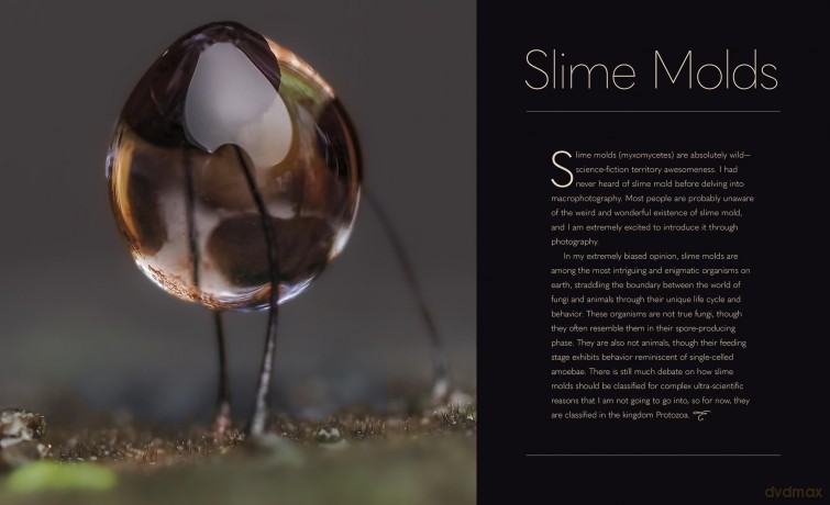 Tiny Nature: Discovering Nature's Hidden World Through the Lens of Macrophotography - Jamie Rosencrans [KSIĄŻKA]