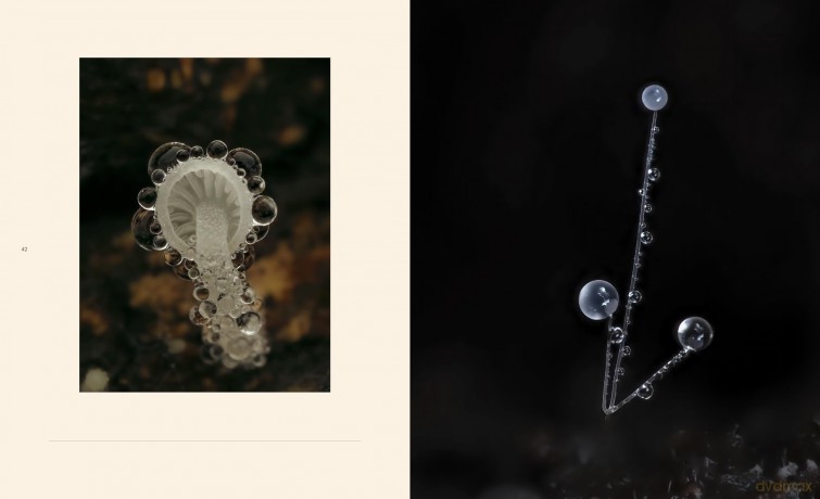 Tiny Nature: Discovering Nature's Hidden World Through the Lens of Macrophotography - Jamie Rosencrans [KSIĄŻKA]