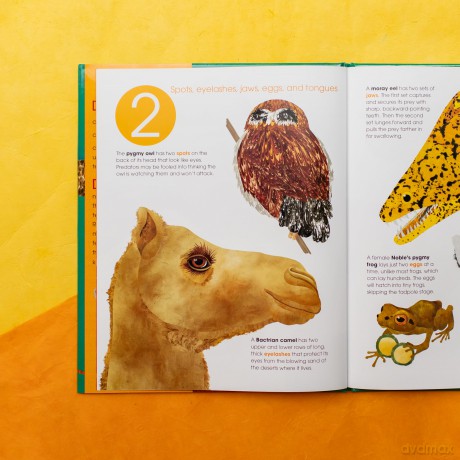 Toes, Teeth, and Tentacles: A Curious Counting Book - Robin Page [KSIĄŻKA]