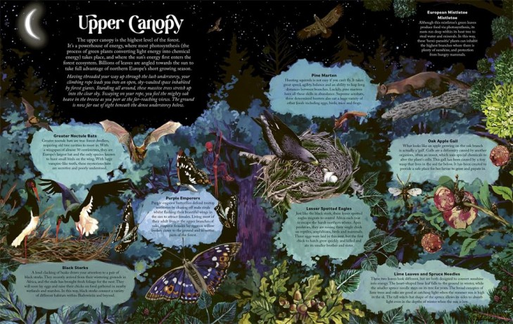 Under the Starlit Sky: Explore the Forest Layer By Layer - James Aldred [KSIĄŻKA]