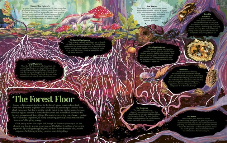 Under the Starlit Sky: Explore the Forest Layer By Layer - James Aldred [KSIĄŻKA]