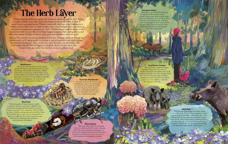 Under the Starlit Sky: Explore the Forest Layer By Layer - James Aldred [KSIĄŻKA]