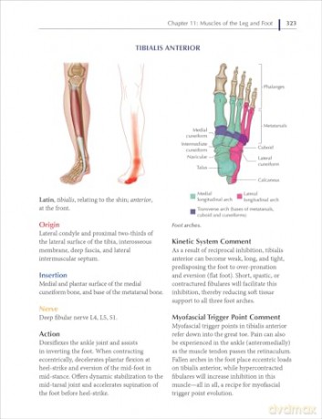 Understanding Fascia, Tensegrity, and Myofascial Trigger Points: A Roadmap for Fascia-Focused Therapists - John Sharkey [KSIĄŻKA]
