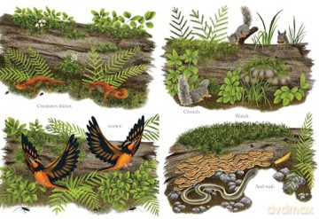 When a Tree Falls: Nurse Logs and Their Incredible Forest Power - Kirsten Pendreigh [KSIĄŻKA]
