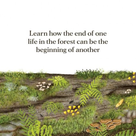 When a Tree Falls: Nurse Logs and Their Incredible Forest Power - Kirsten Pendreigh [KSIĄŻKA]