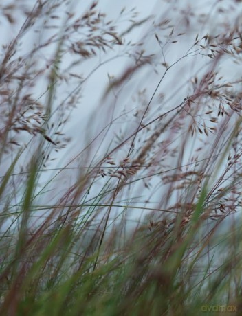 When the Grass Dances - 'A celebration of greenery in its many wondrous forms and in every changeable season.' CAL FLYN, Writer - Valerie Gillies [KSIĄŻKA]