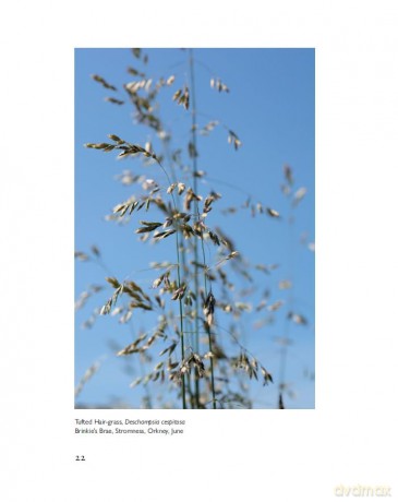 When the Grass Dances - 'A celebration of greenery in its many wondrous forms and in every changeable season.' CAL FLYN, Writer - Valerie Gillies [KSIĄŻKA]