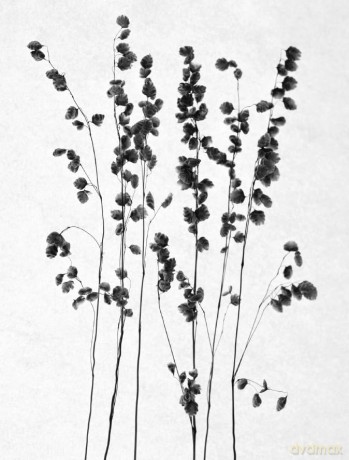When the Grass Dances - 'A celebration of greenery in its many wondrous forms and in every changeable season.' CAL FLYN, Writer - Valerie Gillies [KSIĄŻKA]