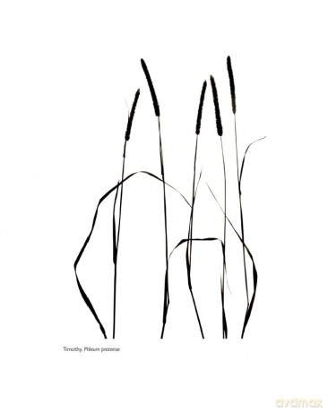 When the Grass Dances - 'A celebration of greenery in its many wondrous forms and in every changeable season.' CAL FLYN, Writer - Valerie Gillies [KSIĄŻKA]