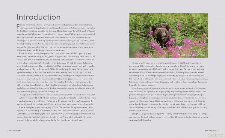 Wild Wonders: The Untamed and Enigmatic Animals that Inhabit Yellowstone National Park - Julia Cook [KSIĄŻKA]