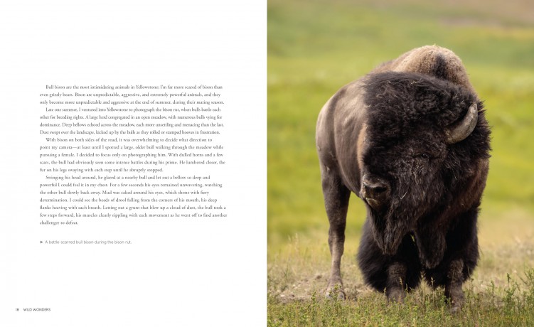 Wild Wonders: The Untamed and Enigmatic Animals that Inhabit Yellowstone National Park - Julia Cook [KSIĄŻKA]