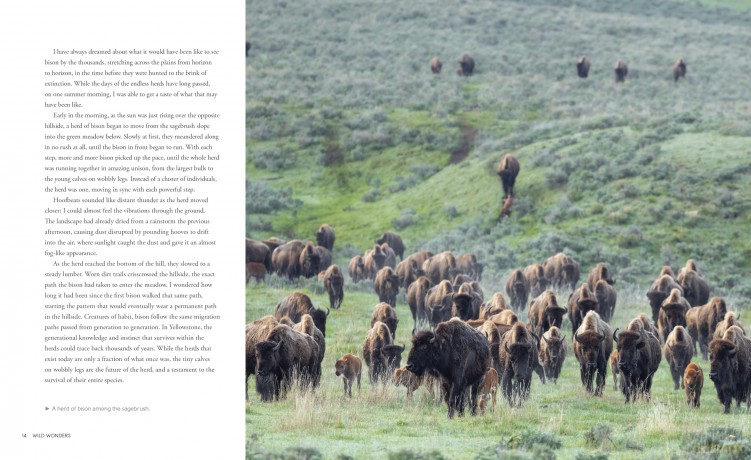 Wild Wonders: The Untamed and Enigmatic Animals that Inhabit Yellowstone National Park - Julia Cook [KSIĄŻKA]