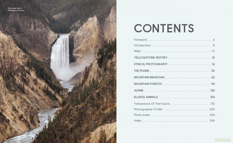 Wild Wonders: The Untamed and Enigmatic Animals that Inhabit Yellowstone National Park - Julia Cook [KSIĄŻKA]