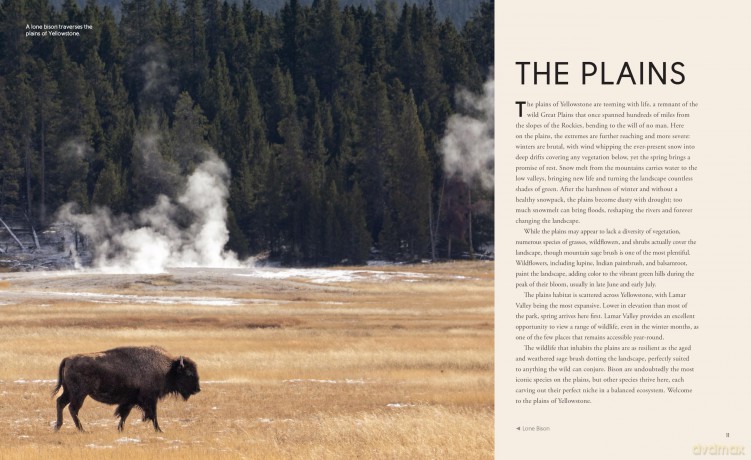 Wild Wonders: The Untamed and Enigmatic Animals that Inhabit Yellowstone National Park - Julia Cook [KSIĄŻKA]
