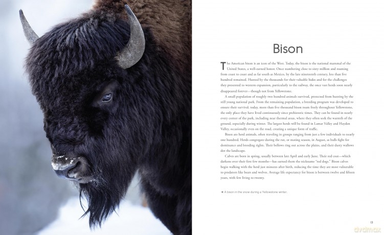 Wild Wonders: The Untamed and Enigmatic Animals that Inhabit Yellowstone National Park - Julia Cook [KSIĄŻKA]
