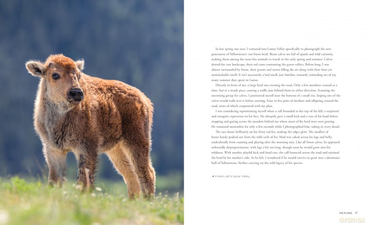 Wild Wonders: The Untamed and Enigmatic Animals that Inhabit Yellowstone National Park - Julia Cook [KSIĄŻKA]