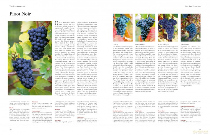 Wine from Grape to Glass: The Wines of the World and how they are Made - Jens Priewe [KSIĄŻKA]