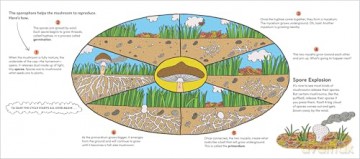 World of Mushrooms: Discover the Freaky, Fantastic Fungi That Lurk in the Woods, Pop Up in Lawns, and Sneak Around Underground - Pauline Payen [KSIĄŻKA]