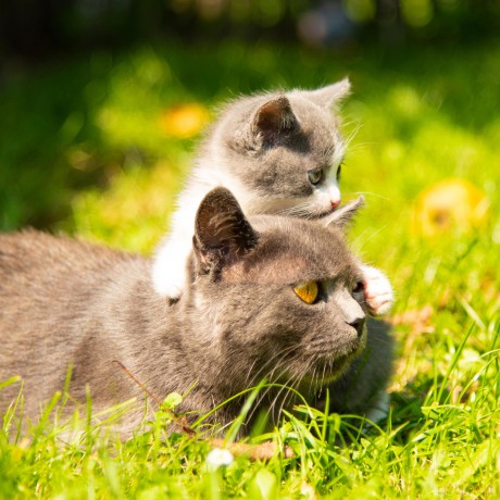 Catit - Premium Dry Food for Kittens - Chicken - 2 kg