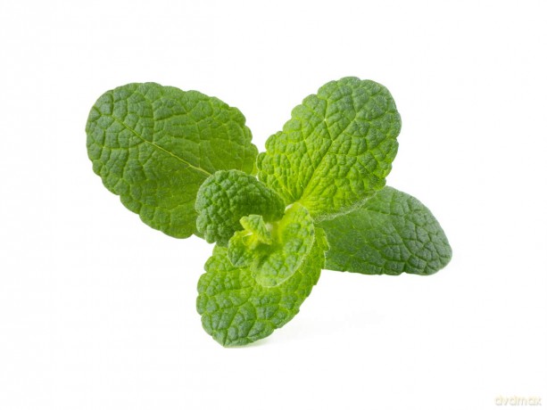 Click and Grow - Smart Garden Refill 3-pack - Apple Mint (SGR79X3)