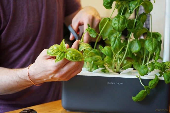 Click and Grow - Smart Garden Refill 3-pack - Basil (SGR3X3)