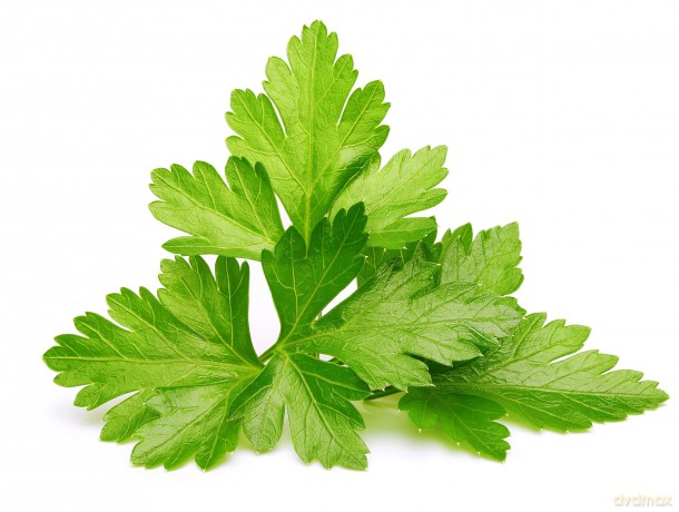 Click and Grow - Smart Garden Refill 3-pack - Cilantro/Coriander (SGR45X3)