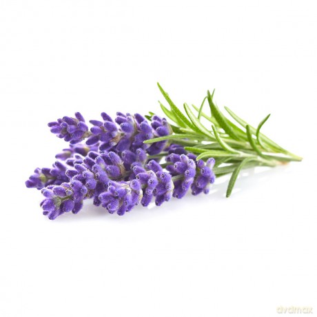 Click and Grow - Smart Garden Refill 3-pack - Lavender (SGR30X3)