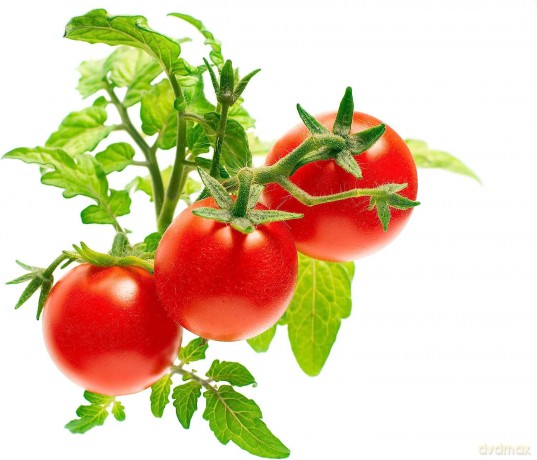 Click and Grow - Smart Garden Refill 3-pack - Mini Tomato (SGR5X3)