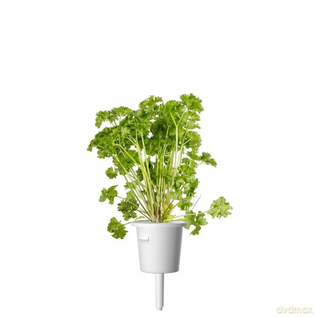Click and Grow - Smart Garden Refill 3-pack - Parsley (SGR13X3)