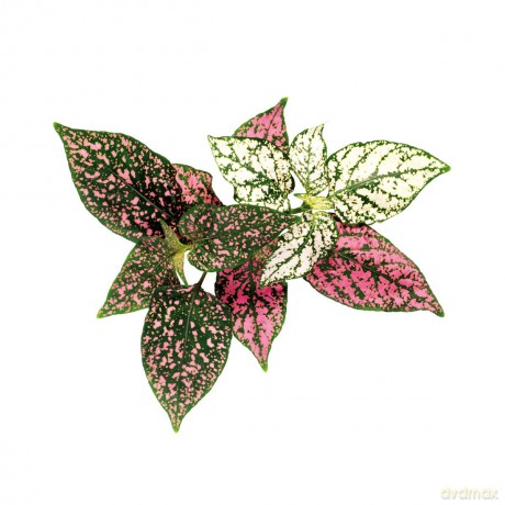 Click and Grow - Smart Garden Refill 3-pack - Polka Dot Plant (SGR48X3)