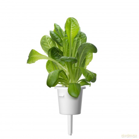 Click and Grow - Smart Garden Refill 3-pack - Romaine Lettuce (SGR50X3)