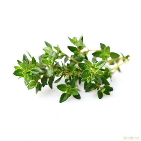 Click and Grow - Smart Garden Refill 3-pack - Thyme (SGR17X3)