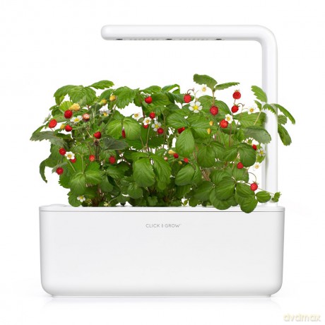 Click and Grow - Smart Garden Refill 3-pack - Wild Strawberry (SGR24X3)