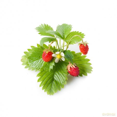 Click and Grow - Smart Garden Refill 3-pack - Wild Strawberry (SGR24X3)