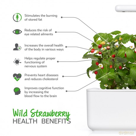 Click and Grow - Smart Garden Refill 3-pack - Wild Strawberry (SGR24X3)